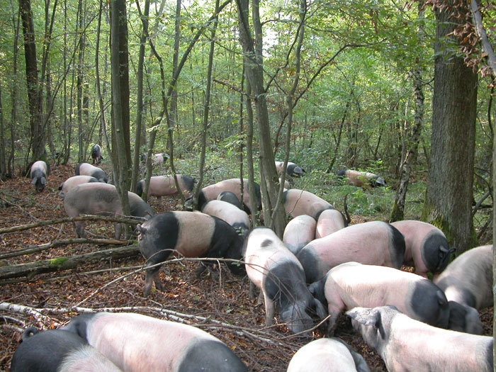 Eichelschwein im Hutewald