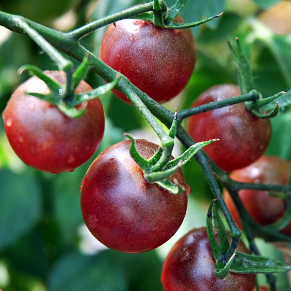 Cherrytomate 'Black Cherry' Saatgut