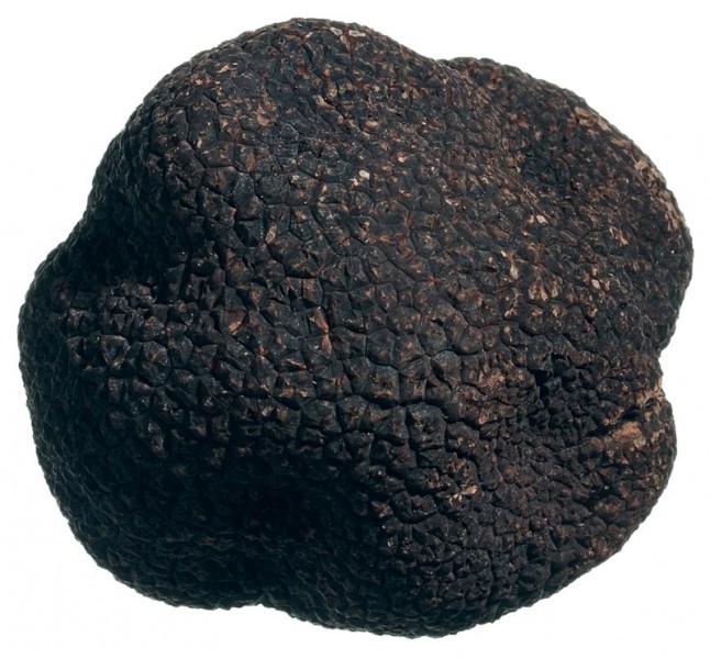 frischer Wintertrüffel (Tuber melanosporum) aus dem Périgord