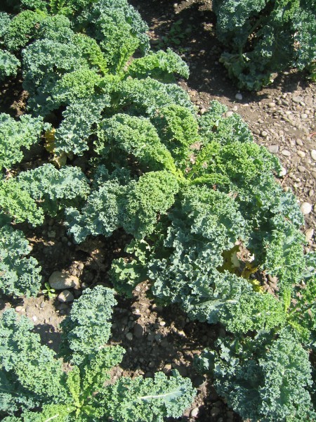 Federkohl 'Ostfriesische Palme' Saatgut