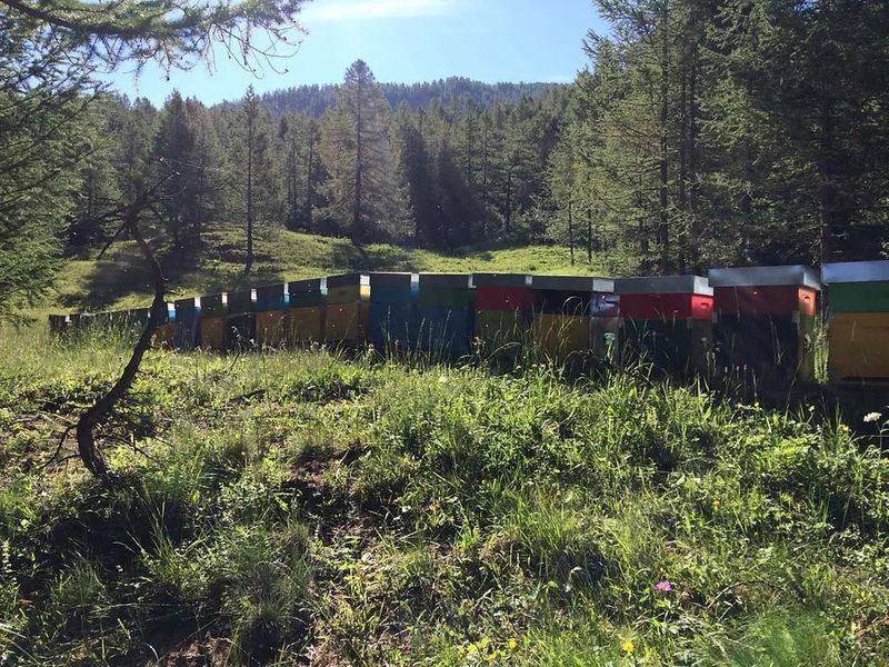 Bienenstöcke im Hochgebirge