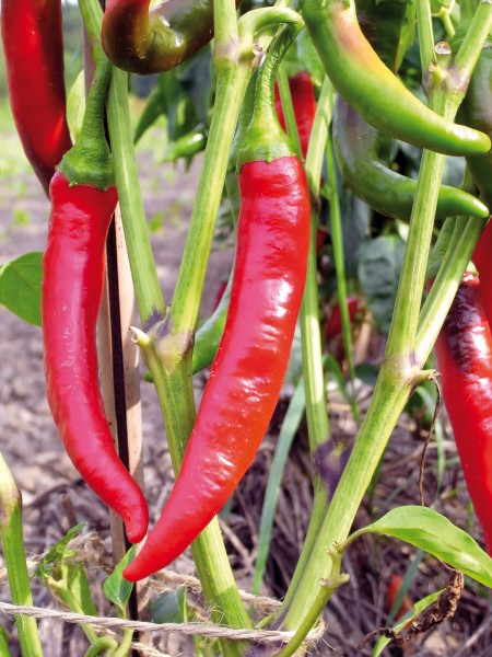 Chili De Cayenne