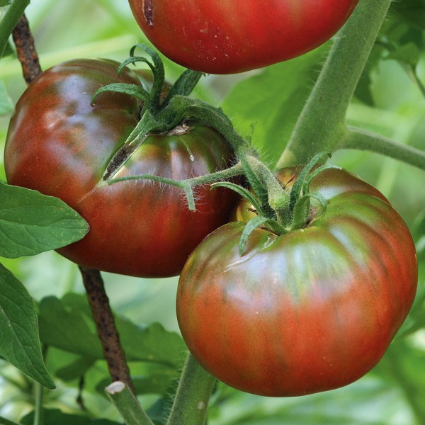 Fleischtomate 'Noire de Crimée' Saatgut