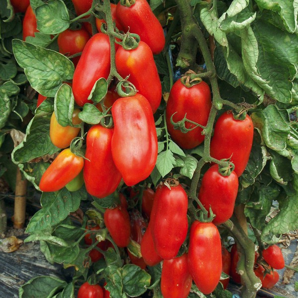 Tomate San Marzano 2 Saatgut