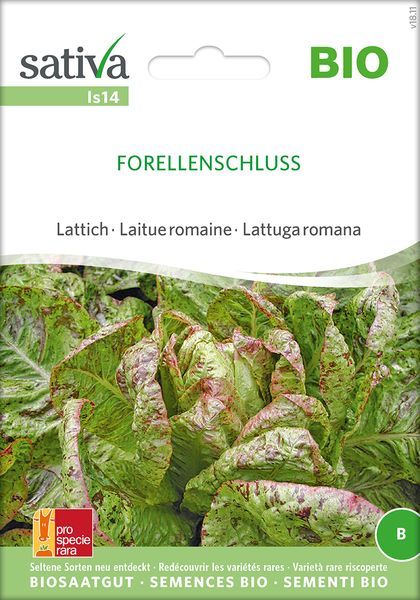 Lattich 'Forellenschluss' Saatgut