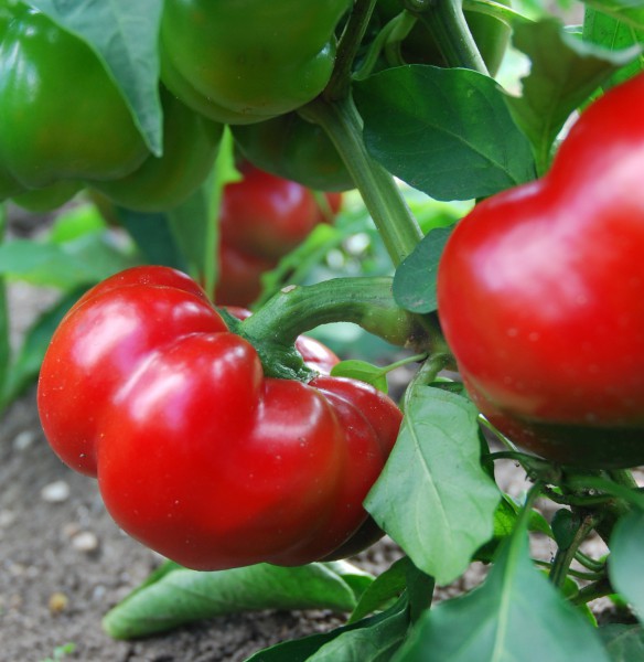 Paprika mild 'Rote Tomatenpaprika' Saatgut