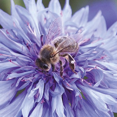 Tübinger Bienenweide