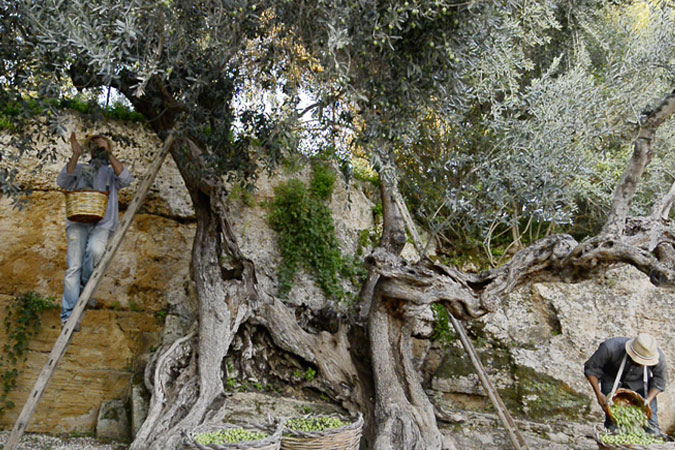 olio-centonze-olivenbaum